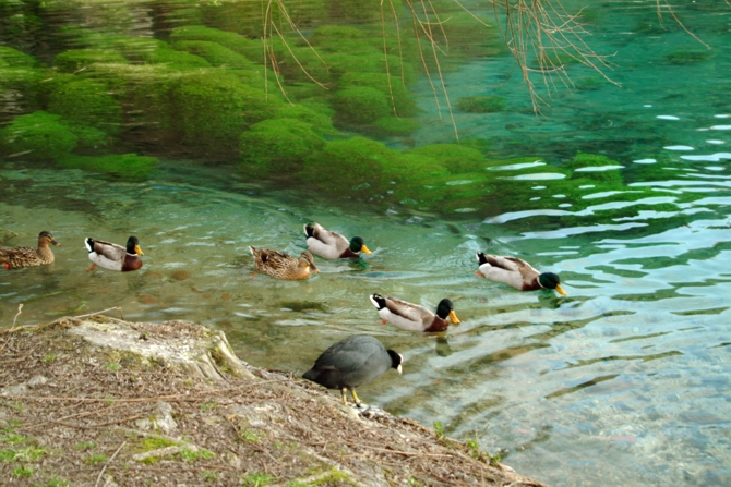 Riserva Regionale Lago di Posta Fibreno